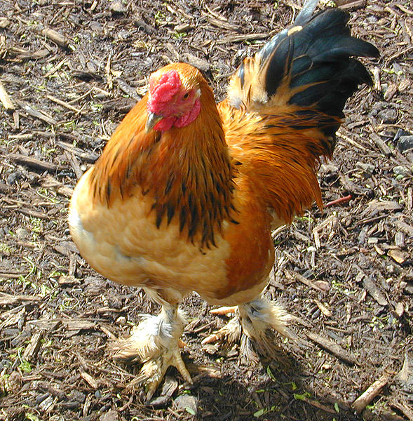 589px-Bantam_Rooster.jpg