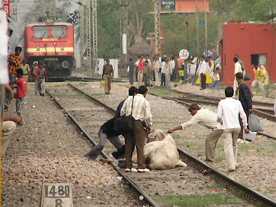 indian+railways+cow+accident.jpg