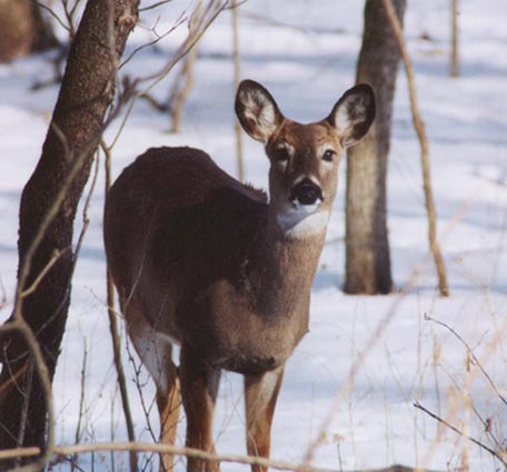 snowdeer.jpg