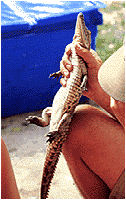 babycroc.gif