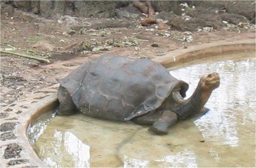 Lonesome_george.jpg