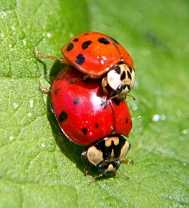 Harmonia_axyridis2.jpg