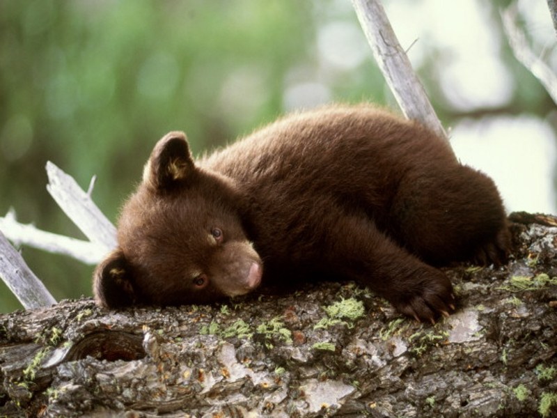 brown-bear-cub-on-the-tree.jpg