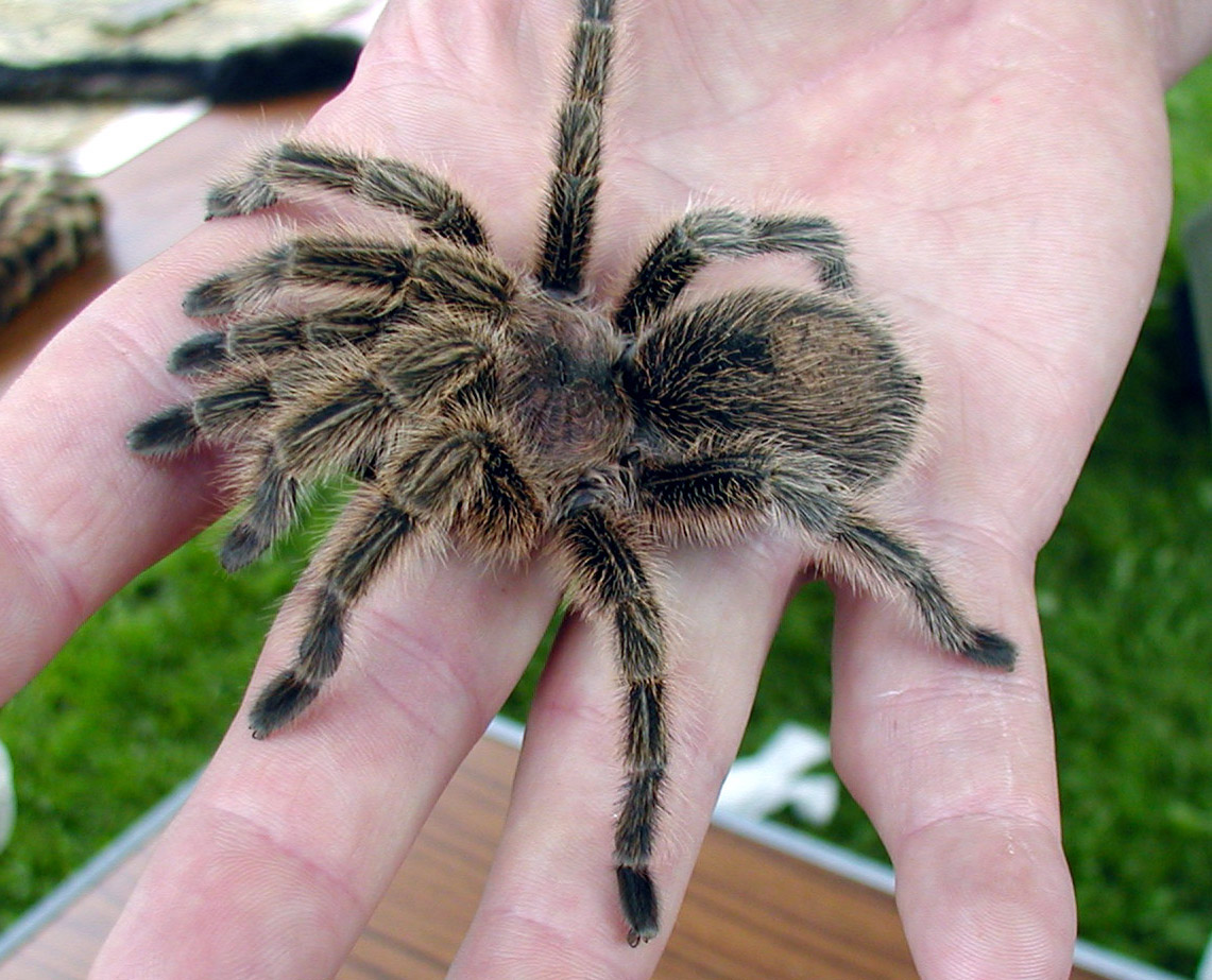 Chilean.rose.tarantula.arp.jpg