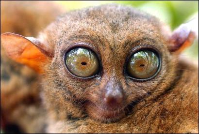 tarsier.jpg