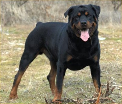 Rottweiler-picture.jpg