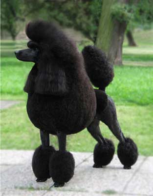 poodle.jpg