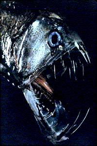 viperfishgif.gif