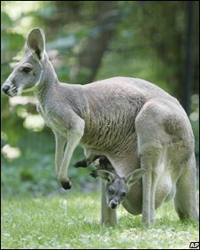 _44907131_babykangaroopeeksfrommother%27spouch.jpg