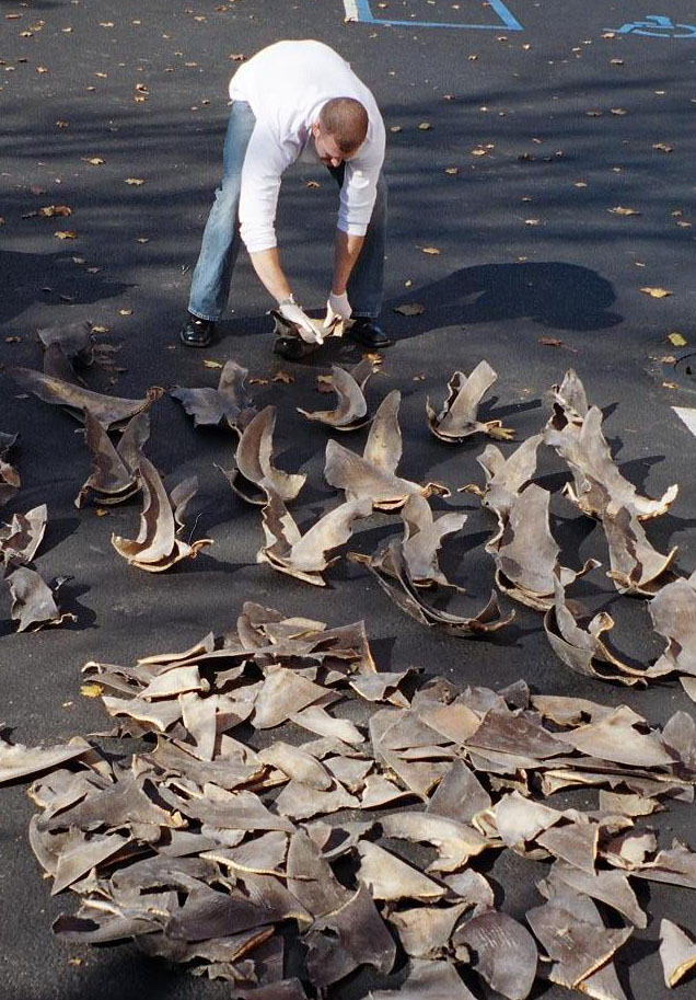 Shark_fins.jpg