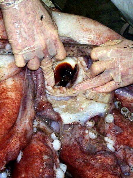 450px-Squid_beak_measuring.jpg